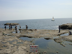 岩場の海の潮溜まりの画像