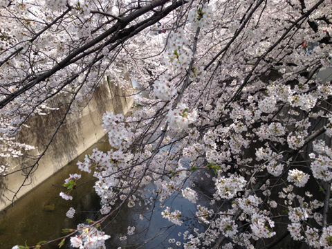 面影橋からの桜の画像
