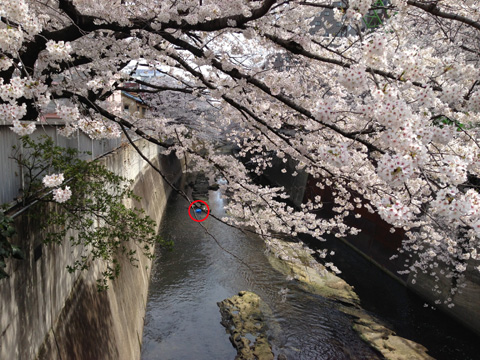 江戸川の桜の画像