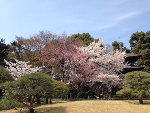 椿山荘の桜の画像