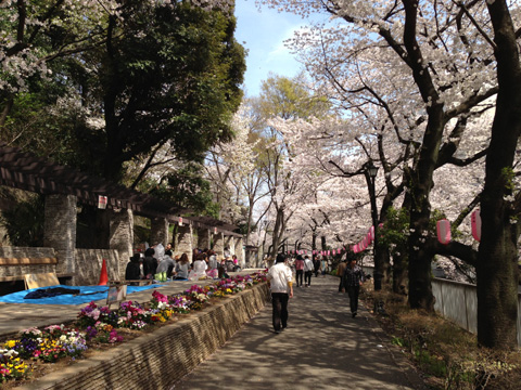 江戸川の桜の画像